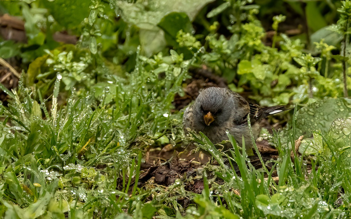 Band-tailed Seedeater - ML647539696