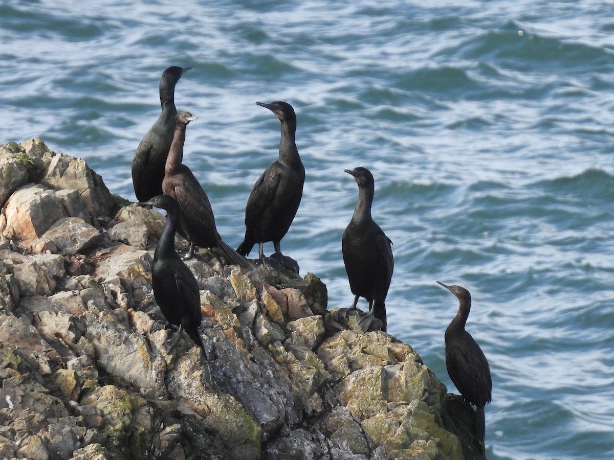 Brandt's Cormorant - ML647539701