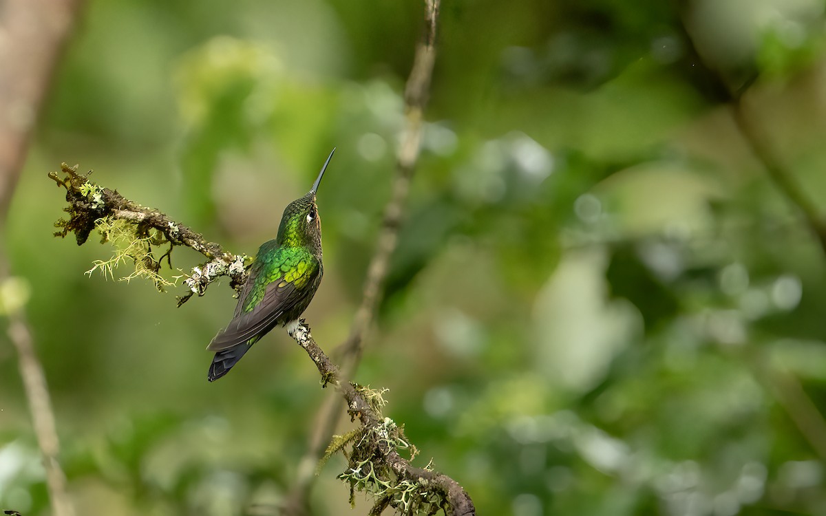 Blue-capped Puffleg - ML647539707