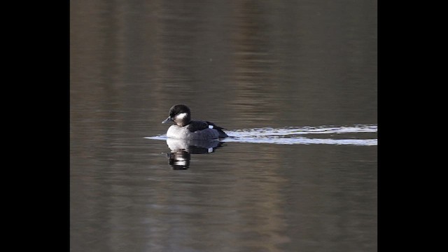 עבראש לבנוני - ML647539708