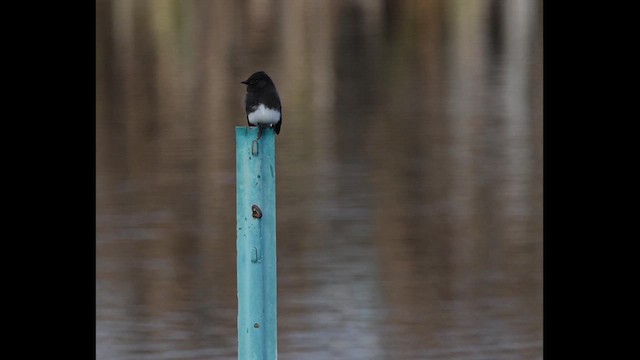 Black Phoebe - ML647539714