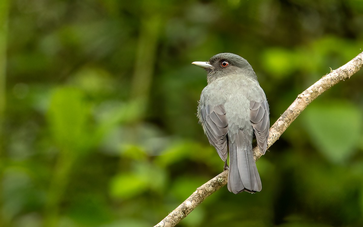 Plumbeous Black-Tyrant - ML647539717