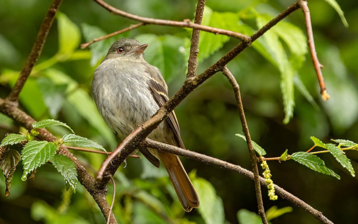 Plumbeous Black-Tyrant - ML647539733