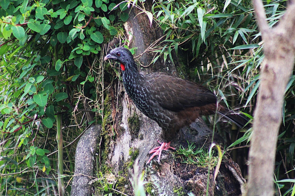 Andean Guan - ML647539742