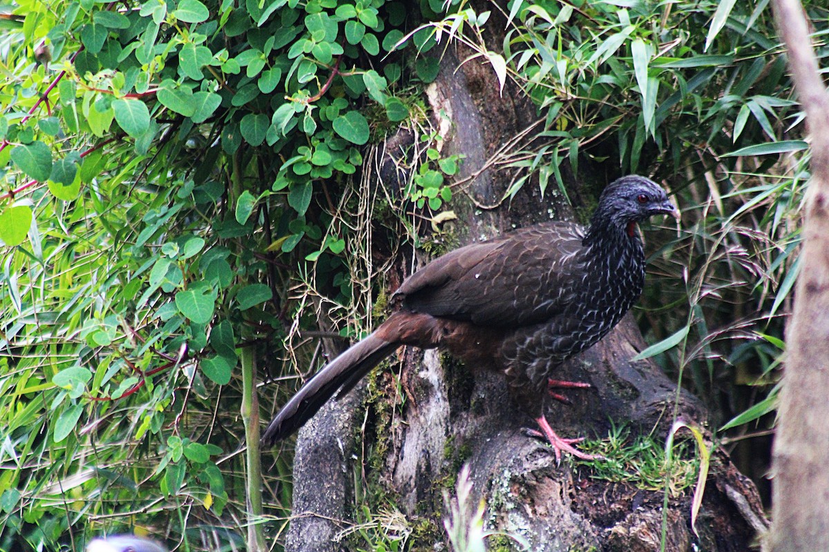 Andean Guan - ML647539743