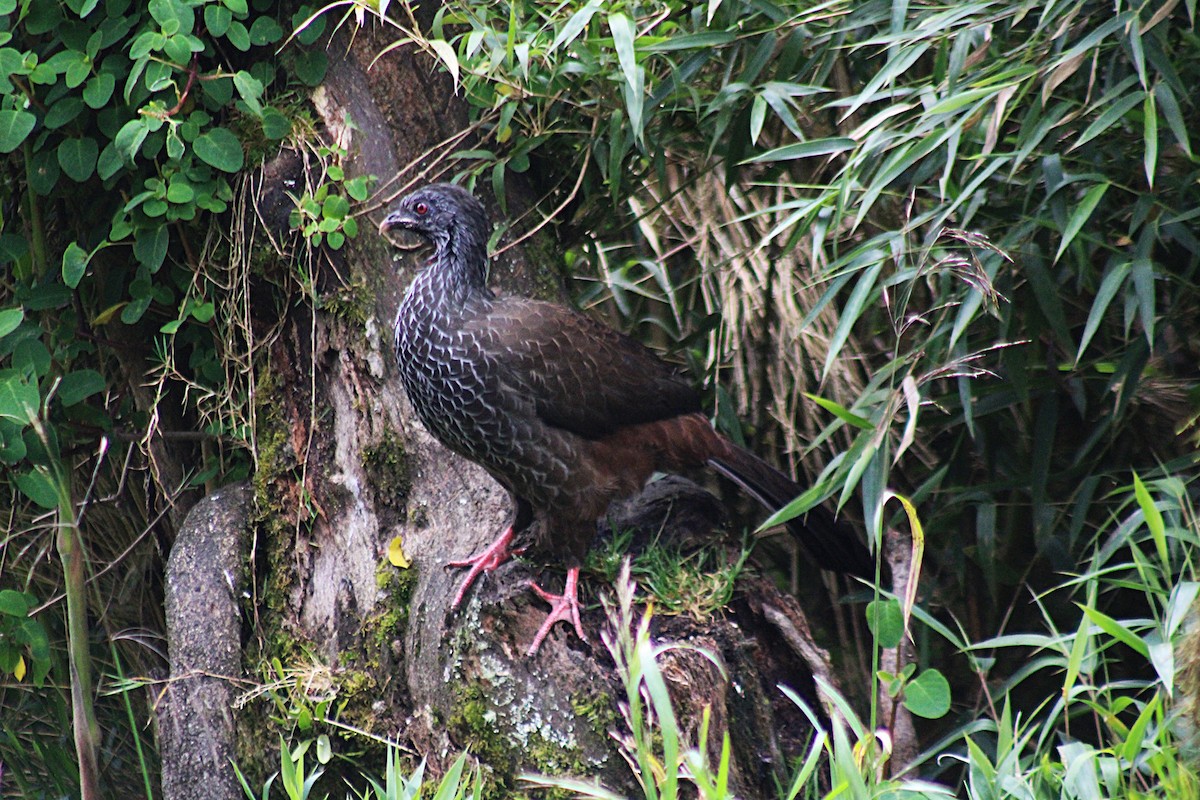 Andean Guan - ML647539745