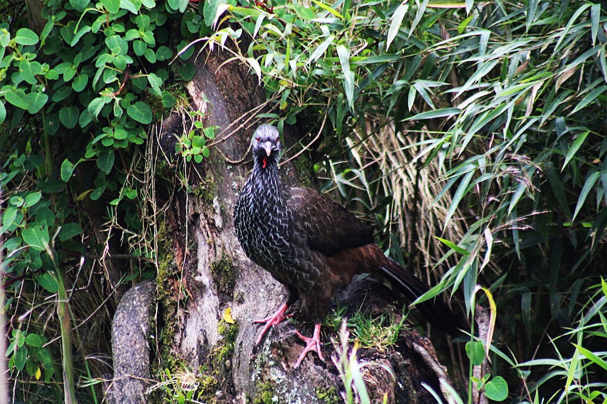 Andean Guan - ML647539746