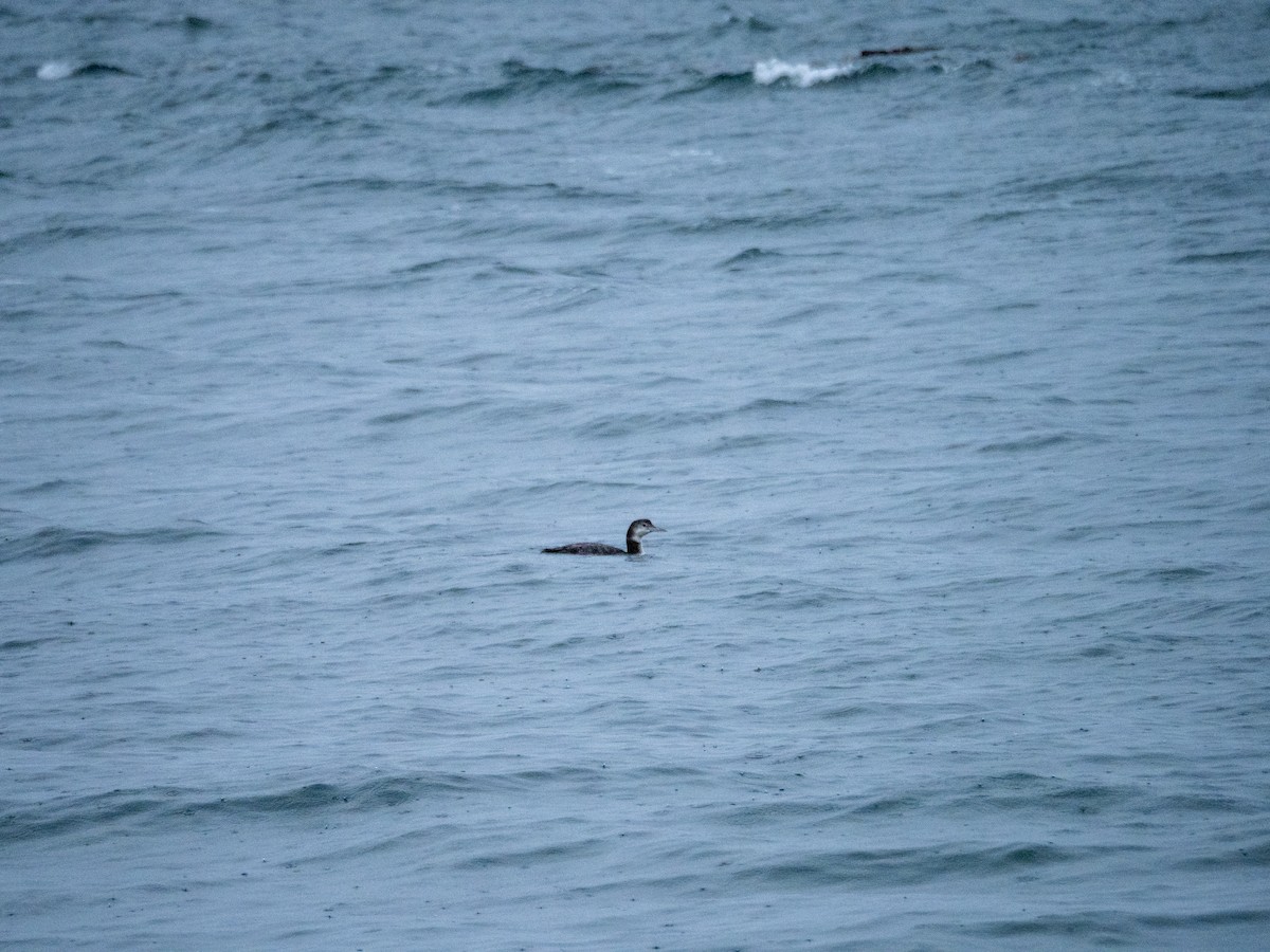 Buz Dalgıcı - ML647539752