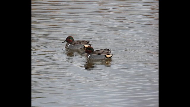 שרשיר - ML647539753