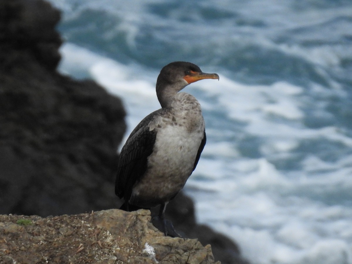 Double-crested Cormorant - ML647539756