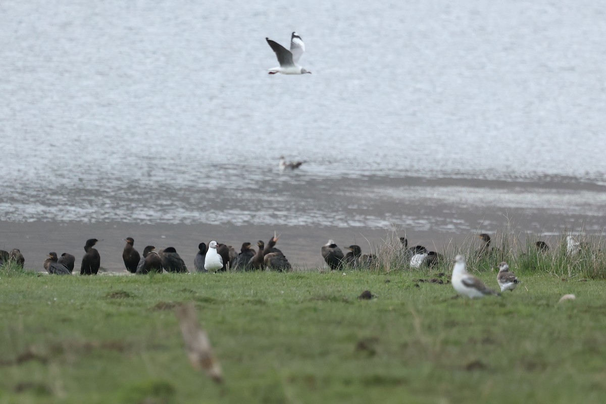 Gray-hooded Gull - ML647539757