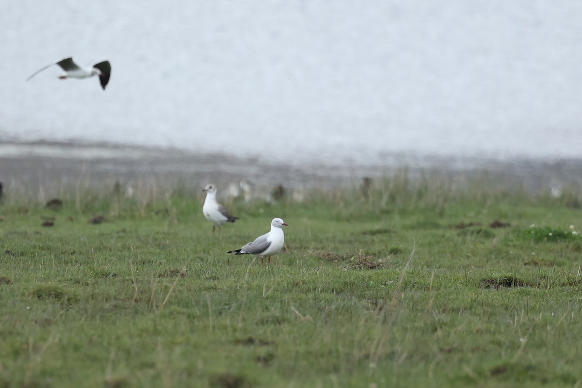 Gray-hooded Gull - ML647539758