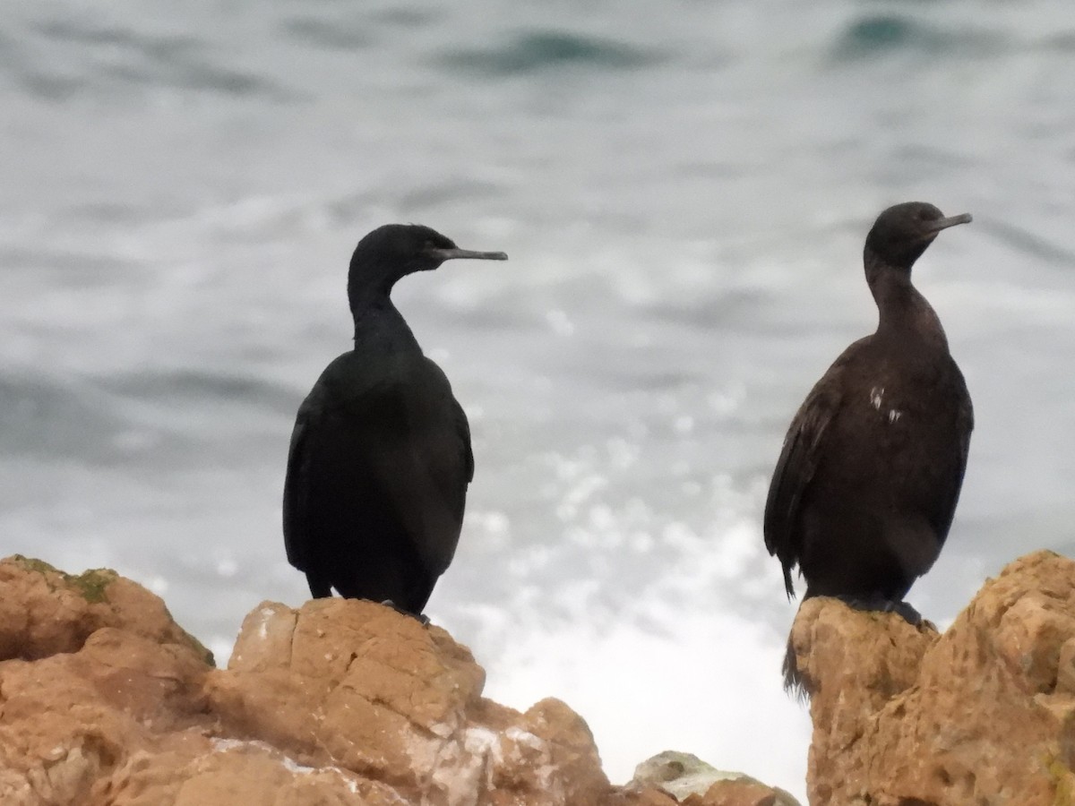 Pelagic Cormorant - ML647539771