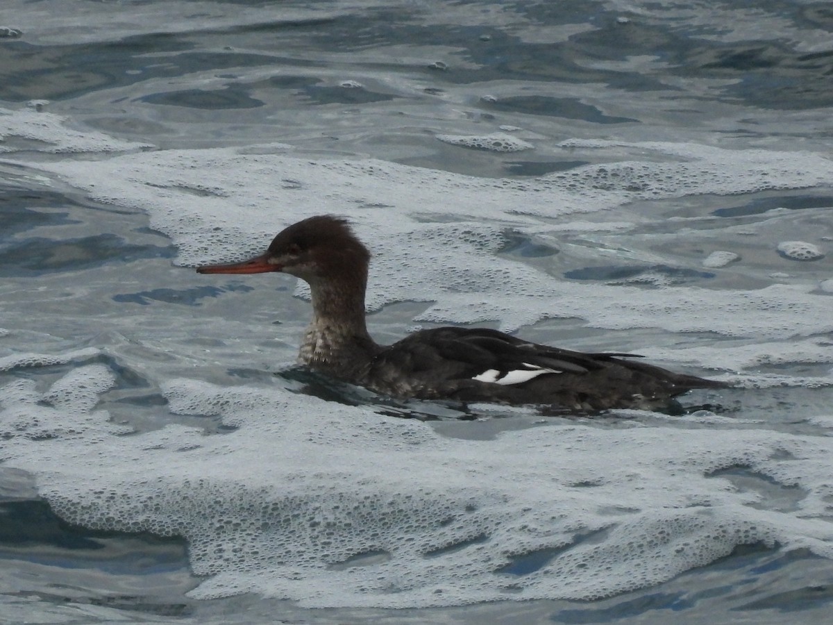 Red-breasted Merganser - ML647539775