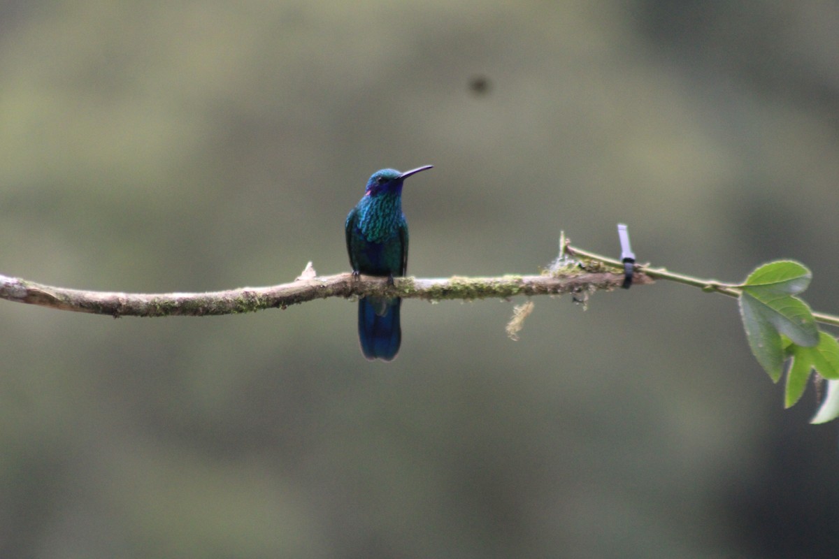 Sparkling Violetear - ML647539776