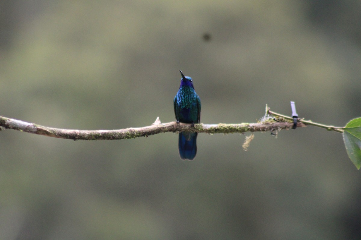 Sparkling Violetear - ML647539777