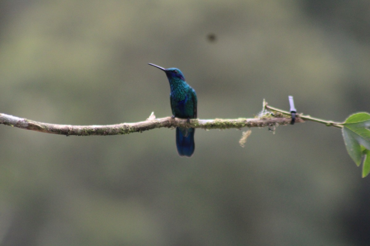 Sparkling Violetear - ML647539779