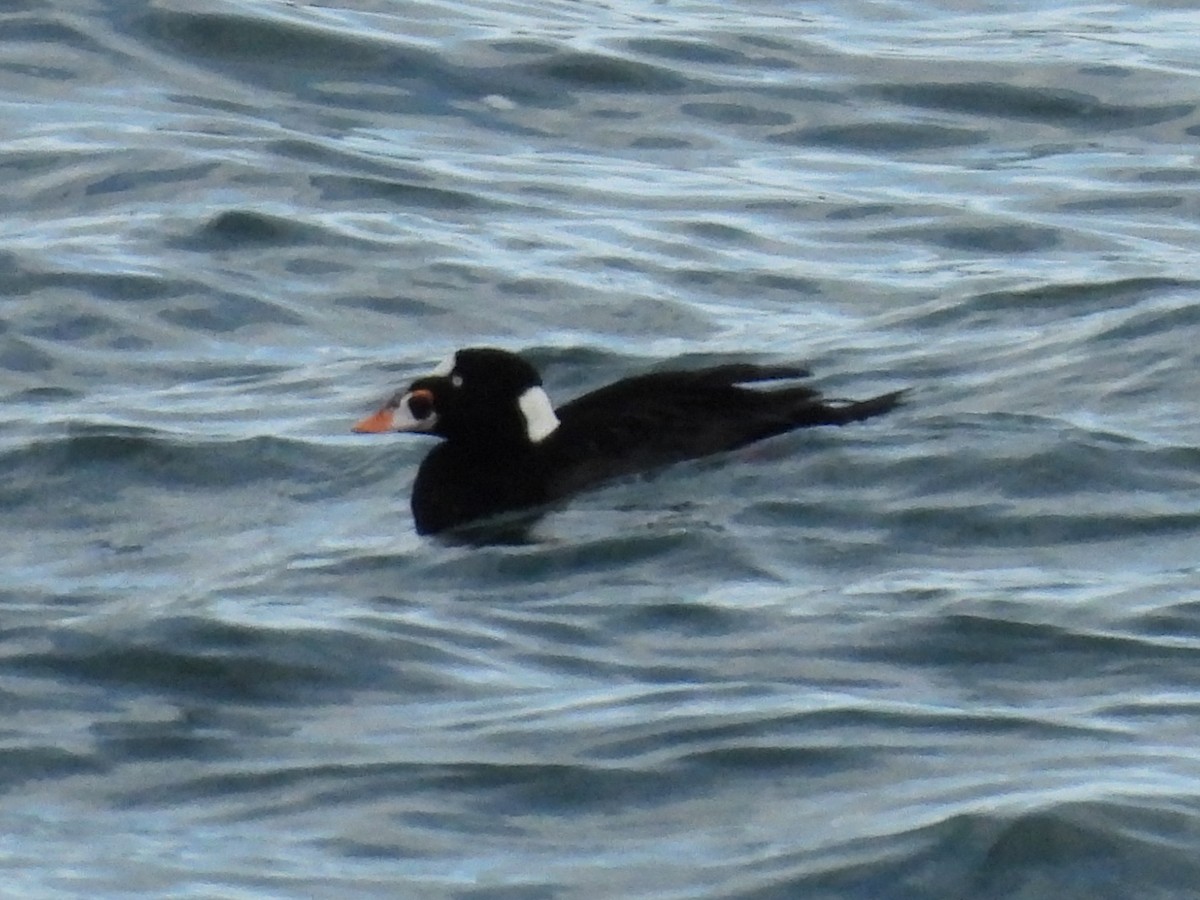 Surf Scoter - ML647539782