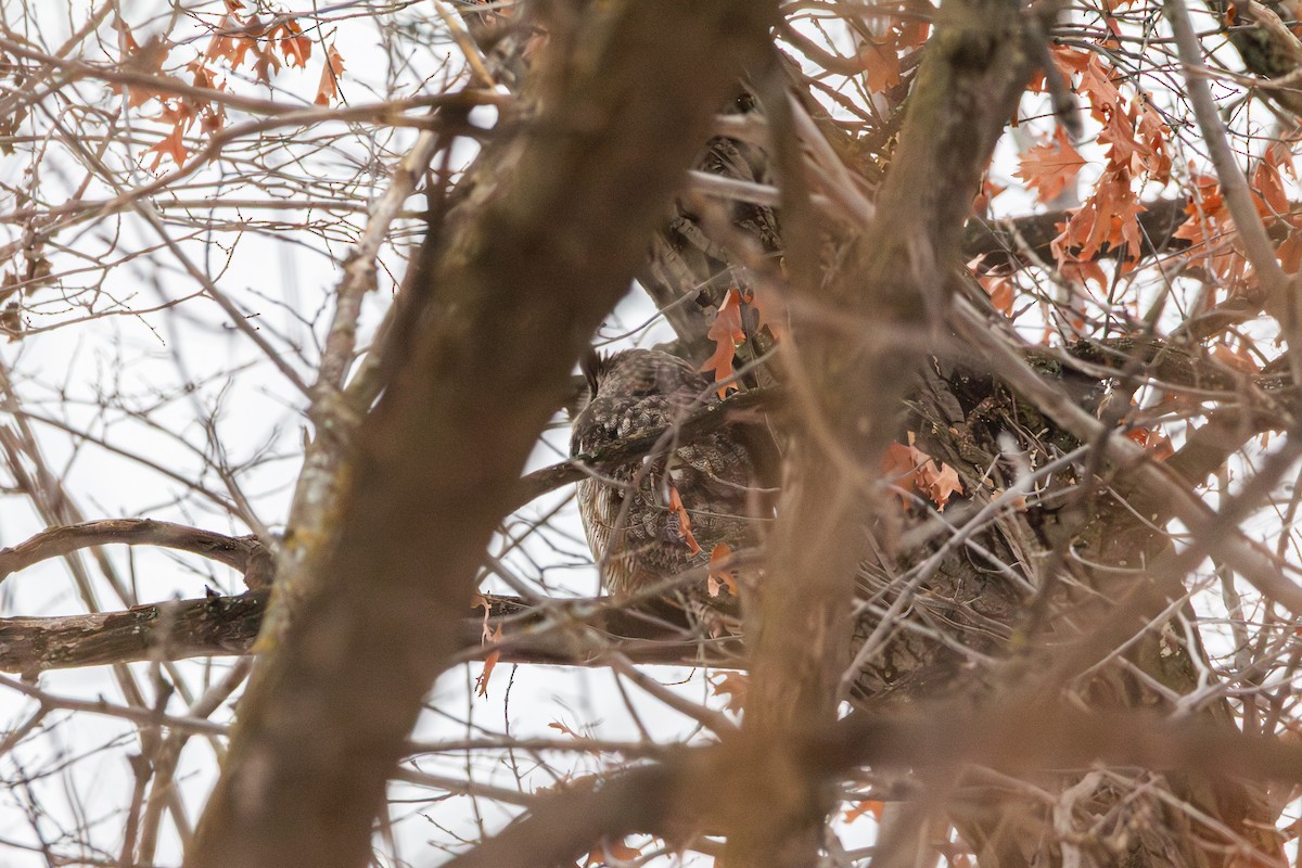 Great Horned Owl - ML647539790