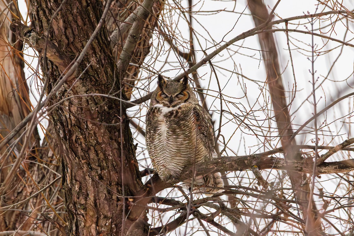 Great Horned Owl - ML647539792