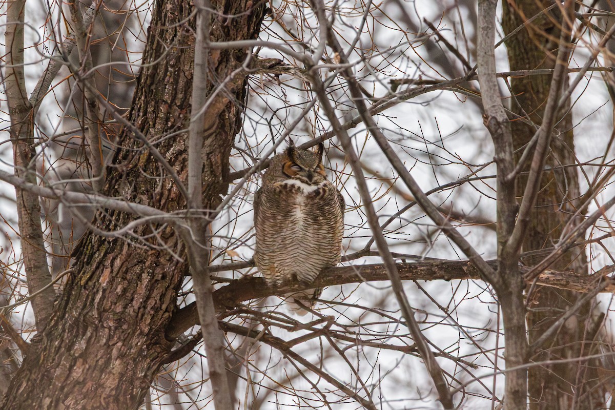 Great Horned Owl - ML647539793