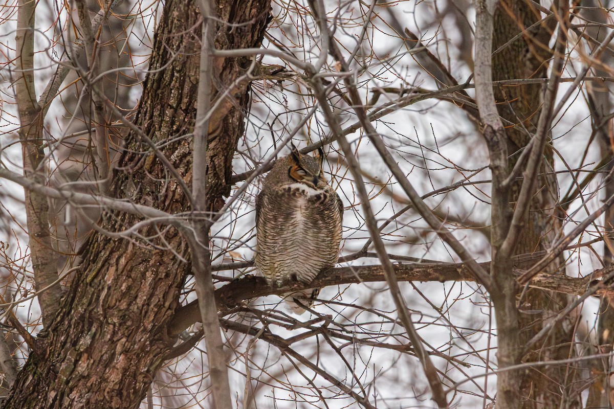 Great Horned Owl - ML647539794