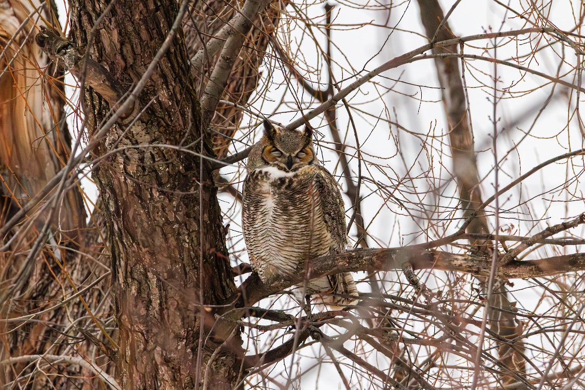Great Horned Owl - ML647539795
