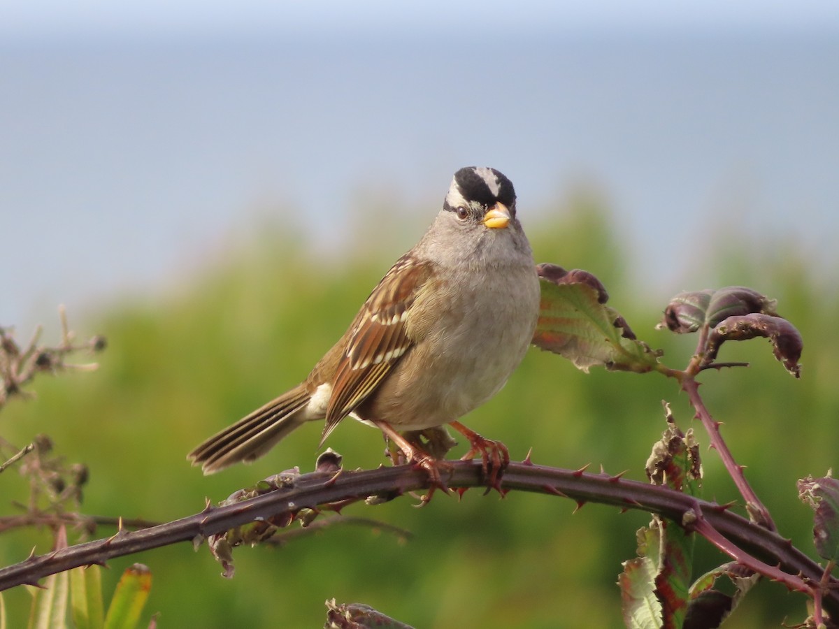 White-crowned Sparrow - ML647539809