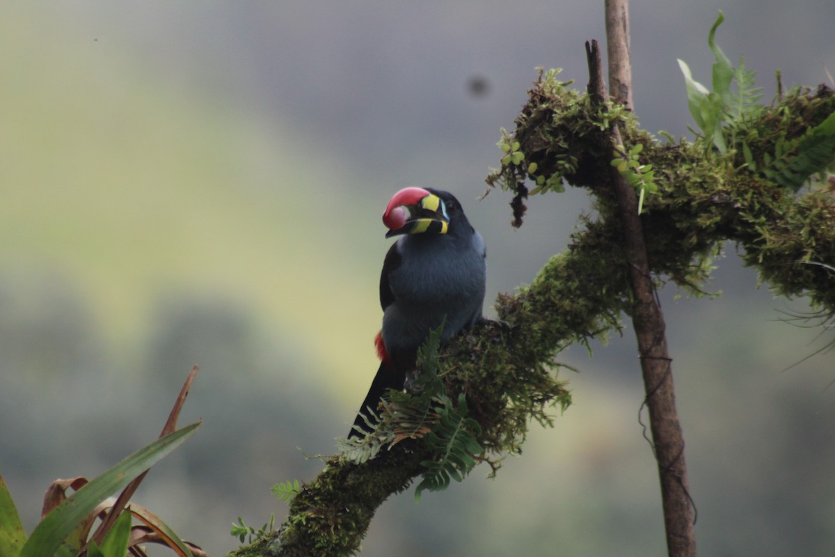 Tucán Pechigrís - ML647539819