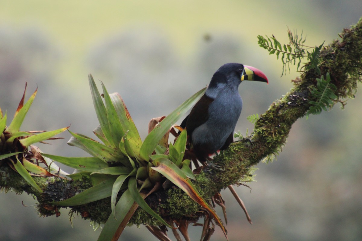 Tucán Pechigrís - ML647539820
