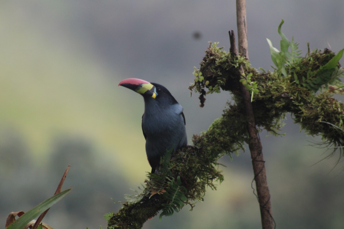 Tucán Pechigrís - ML647539821