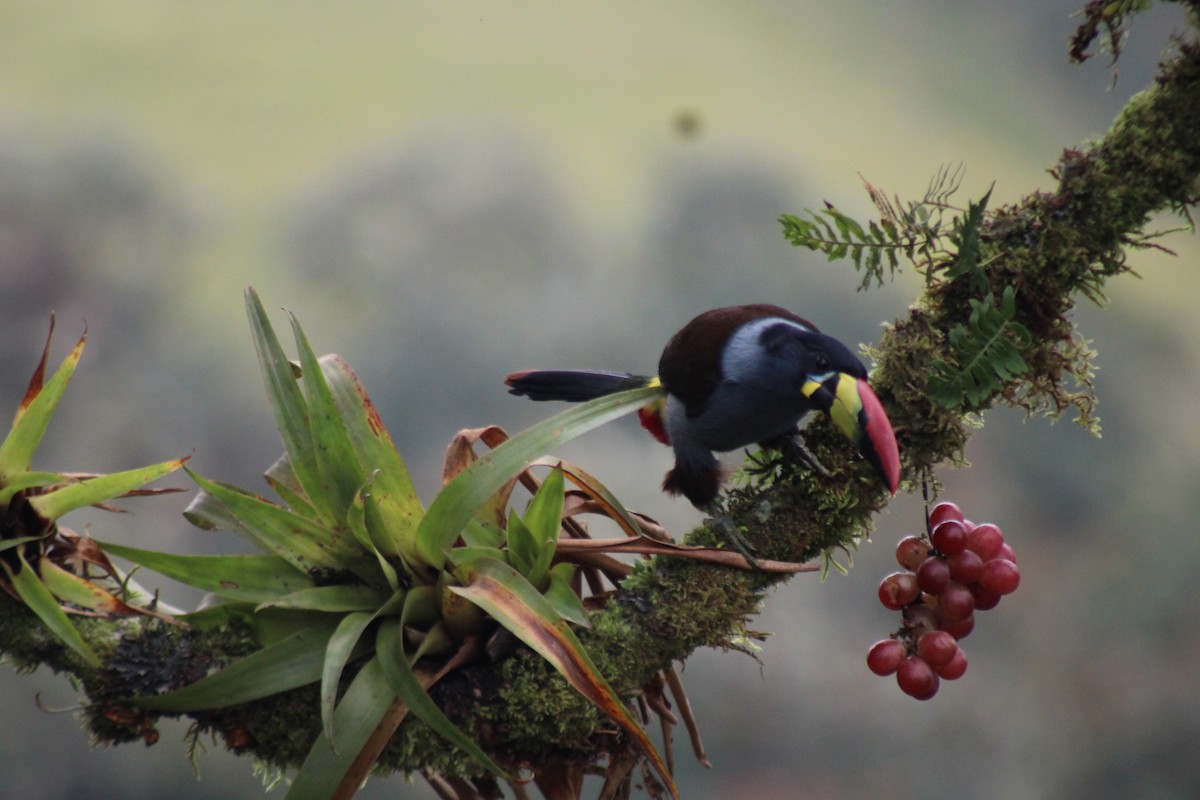Tucán Pechigrís - ML647539822