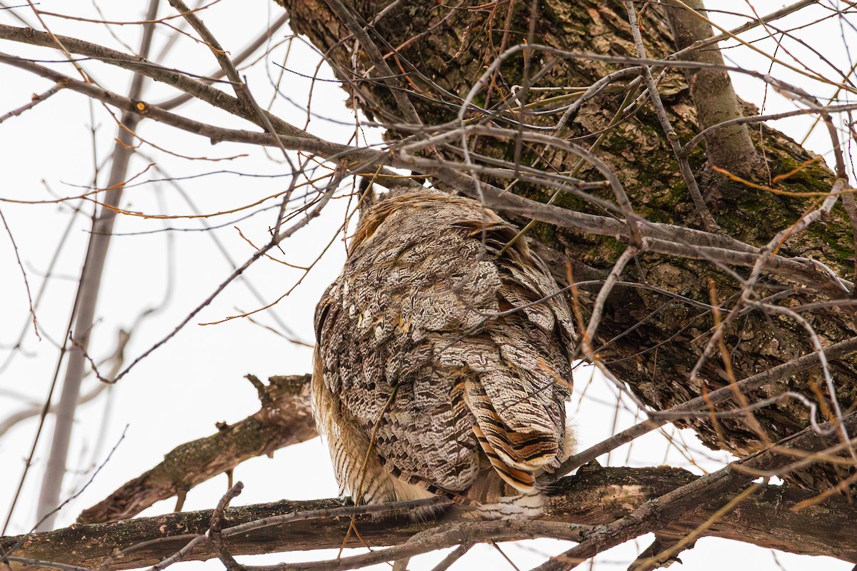 Great Horned Owl - ML647539826