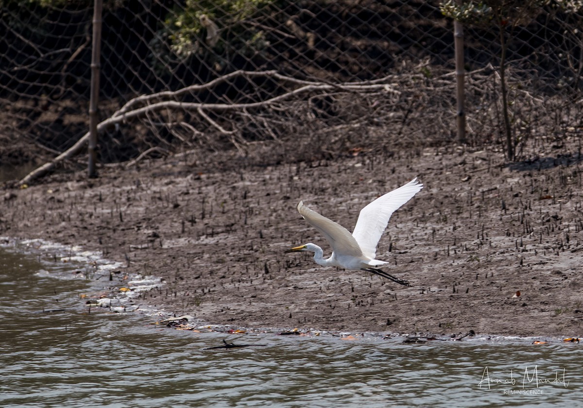 Great Egret - ML647539830