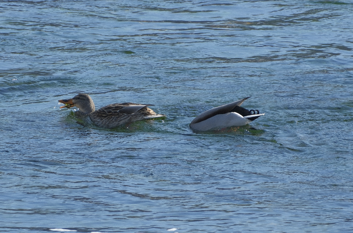 Mallard - ML647539837