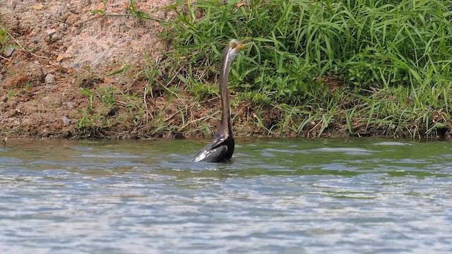 נחשון אסייתי - ML647539846