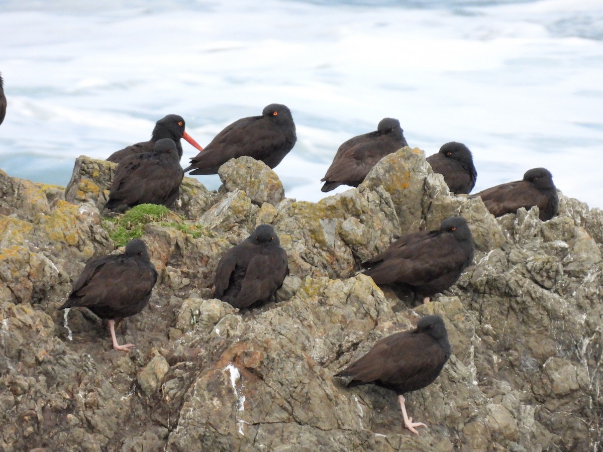 Black Oystercatcher - ML647539849