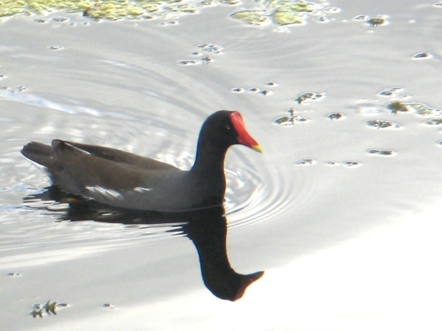 סופית אמריקנית - ML647539855