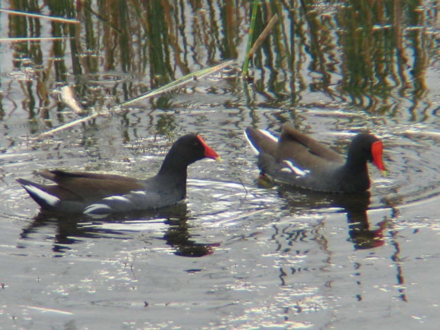 סופית אמריקנית - ML647539856