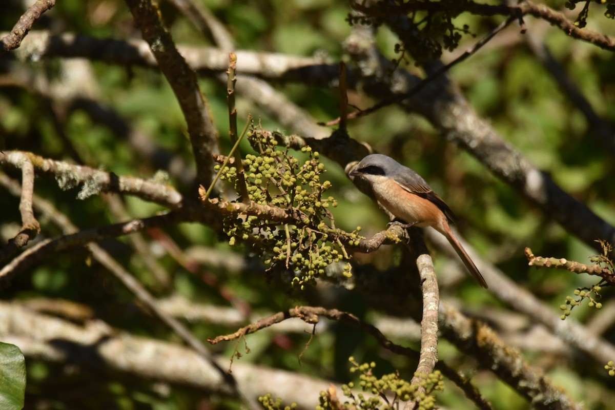 Gray-backed Shrike - ML647539860
