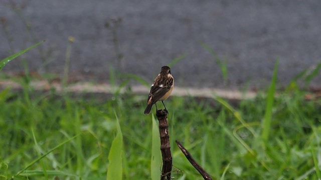 דוחל כתום-שת - ML647539865