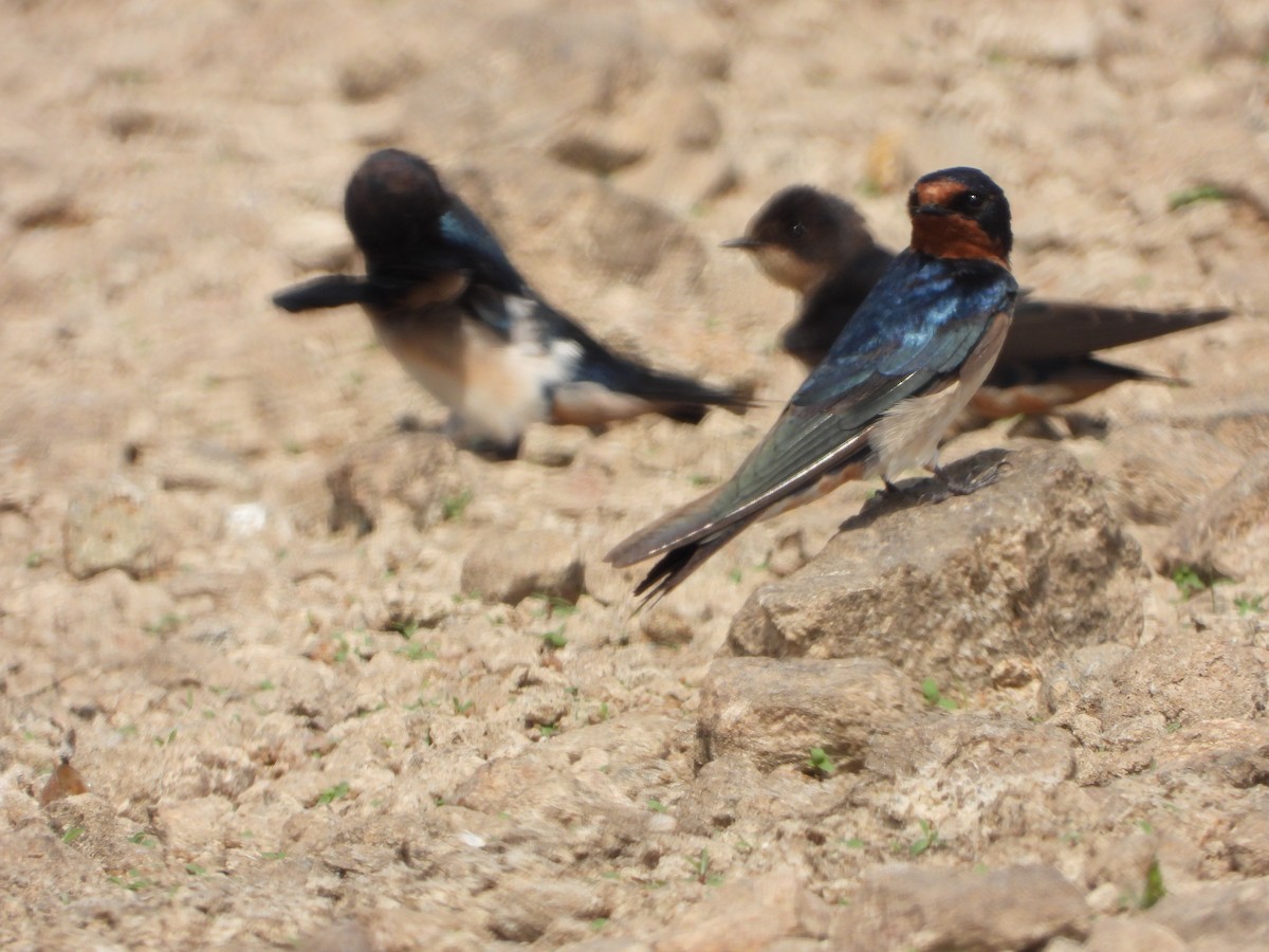 Barn Swallow - ML647539866
