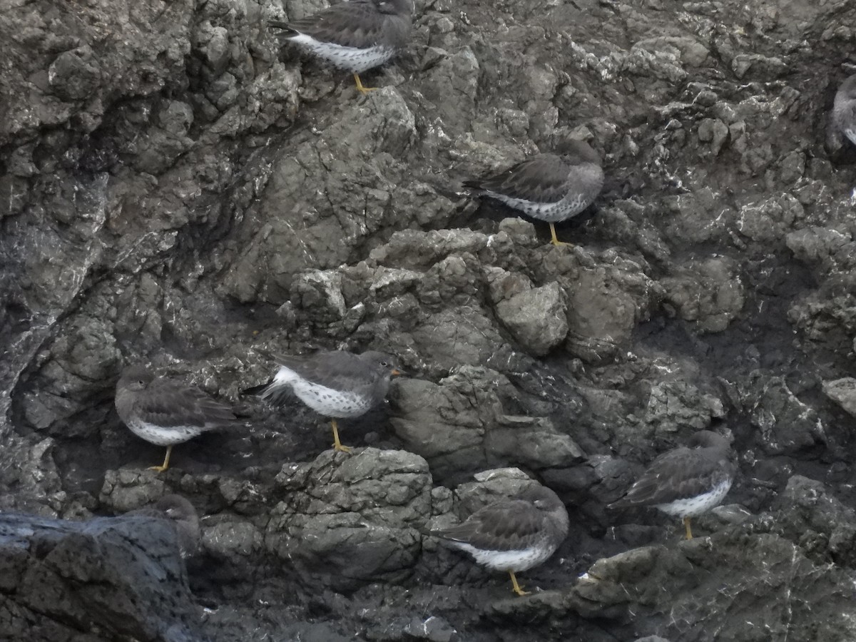 Surfbird - ML647539871