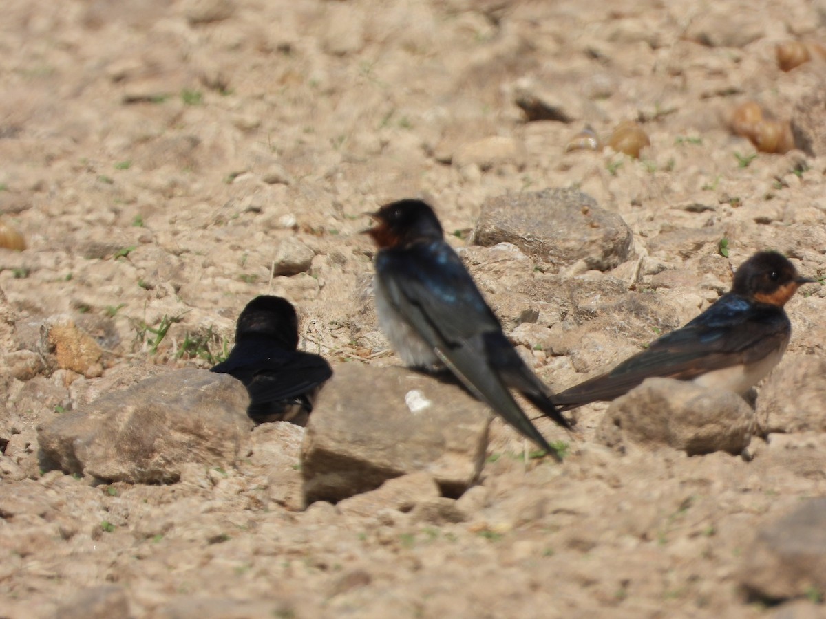 Barn Swallow - ML647539884