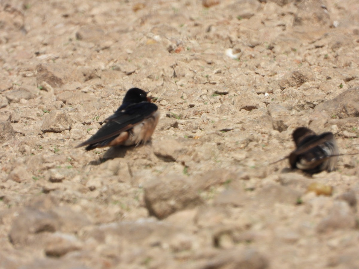 Barn Swallow - ML647539886