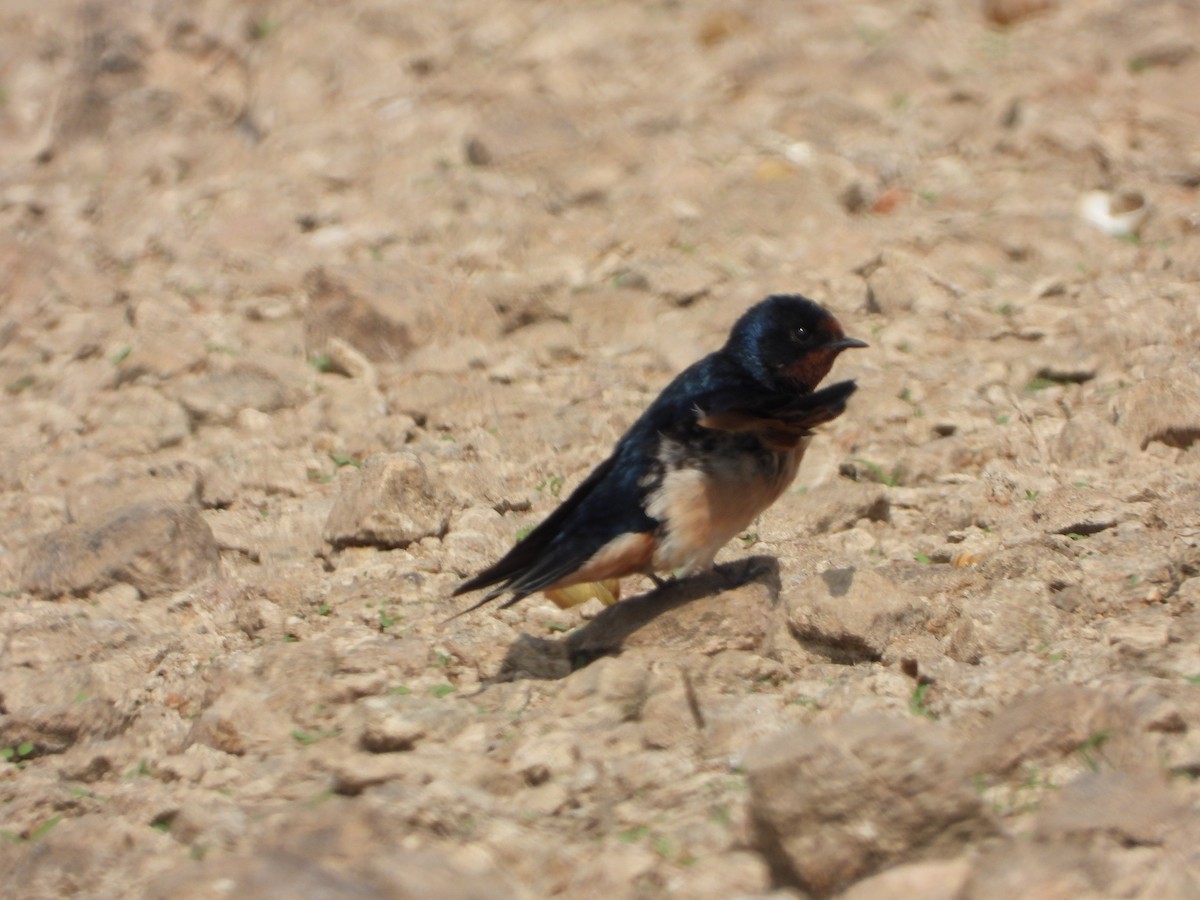 Barn Swallow - ML647539887