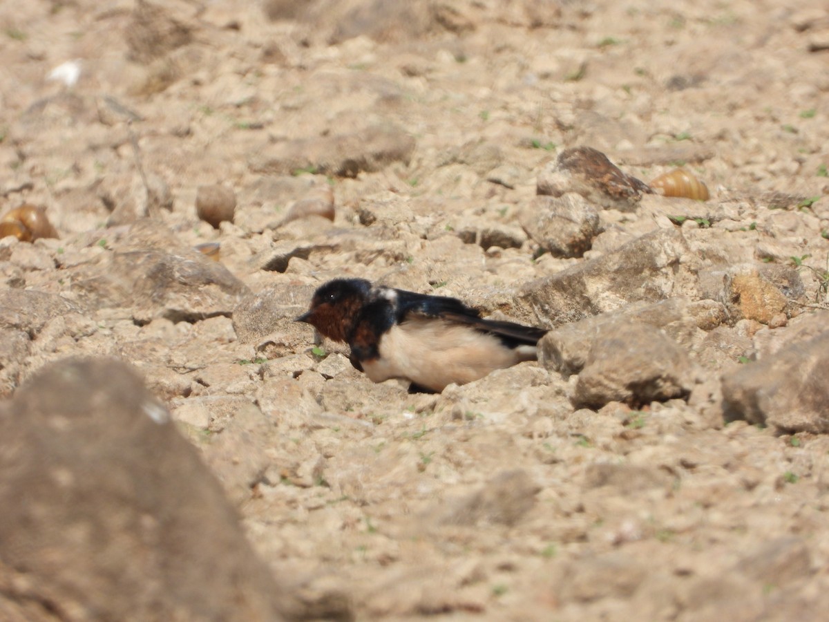Barn Swallow - ML647539888