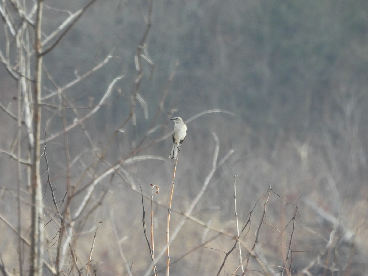 Northern Mockingbird - ML647539901