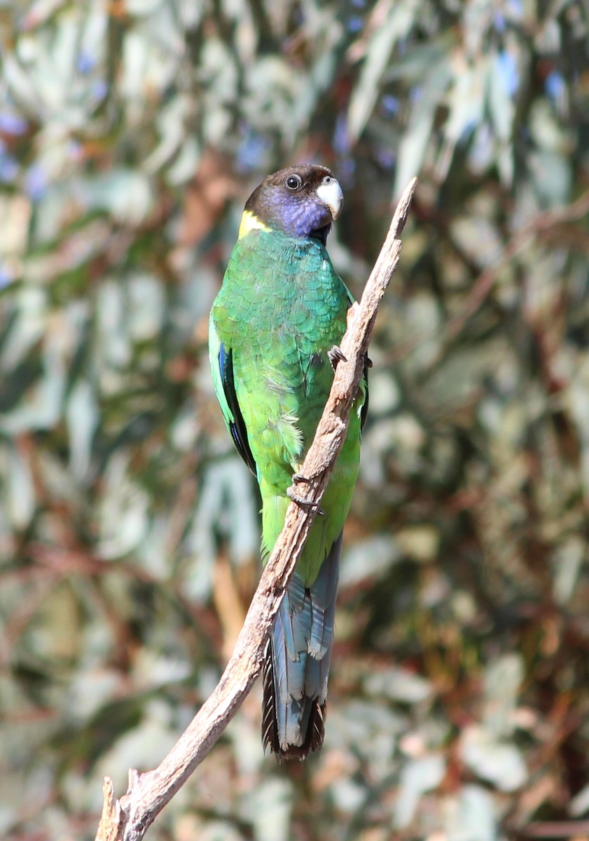 Australian Ringneck (Twenty-eight) - ML647539903