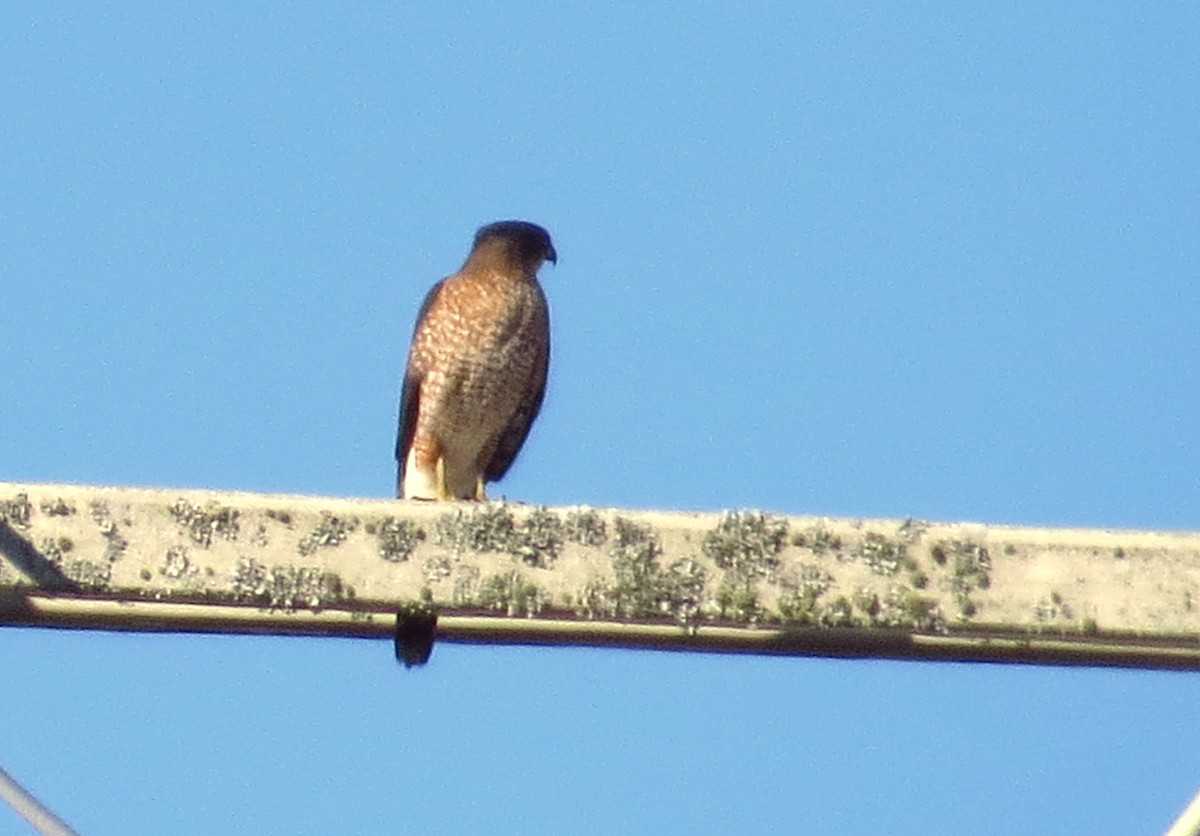 Cooper's Hawk - ML647539904